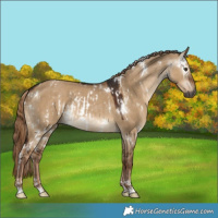Horse Color:Gray White Spotted Liver Red Dun  and Gray White Spotted Liver Red Dun 