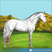 Horse Color:Gray White Spotted Liver Red Dun  and Gray White Spotted Liver Red Dun 