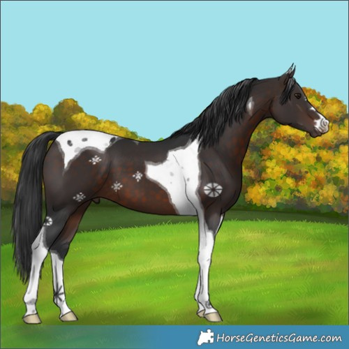 Horse Color:Brown Tobiano 