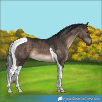 Horse Color:Brown Dun Tobiano 
