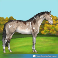 Horse Color:White Spotted Brown Dun Splash Tobiano 