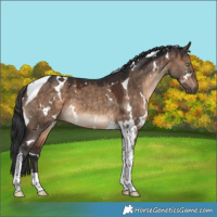 Horse Color:White Spotted Brown Dun Tobiano 