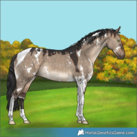 Horse Color:White Spotted Brown Dun Tobiano 