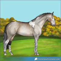 Horse Color:Gray Brown Dun Splash Tobiano 