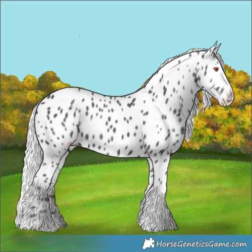 Horse Color:Silver Black Chinchilla Tobiano Appaloosa Rabicano 