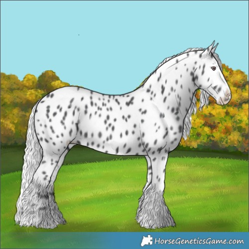 Horse Color:Silver Black Chinchilla Tobiano Near Leopard Rabicano 