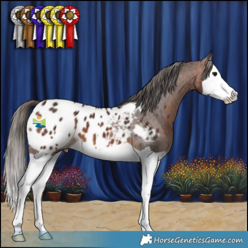 Horse Color:Brown Splash Appaloosa 