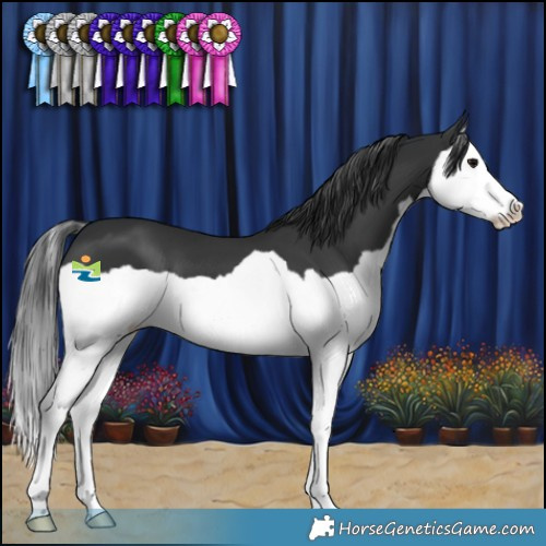 Horse Color:Black Splash 