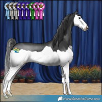 Horse Color:Black Splash 