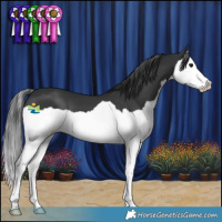 Horse Color:Black Splash 