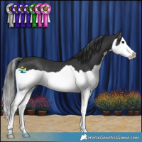 Horse Color:Black Splash 