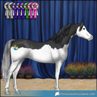 Horse Color:Black Splash