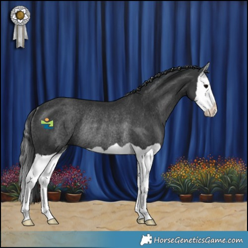 Horse Color:Black Splash Rabicano 