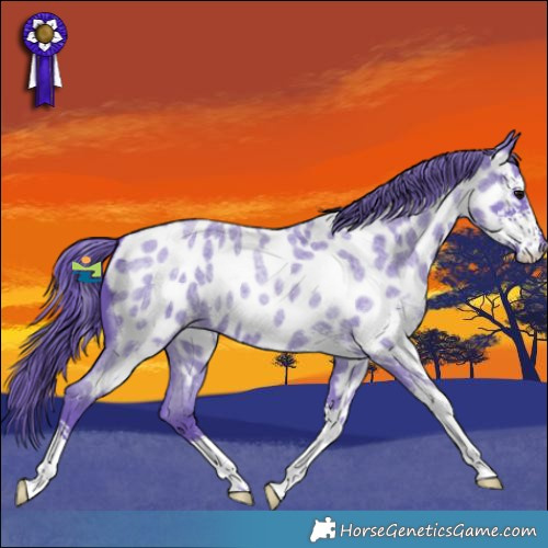 Horse Color:Watercolor Blue Roan Sabino Appaloosa 