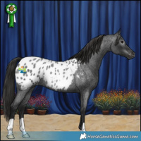 Horse Color:Gray Blue Roan Blanket Rabicano 
