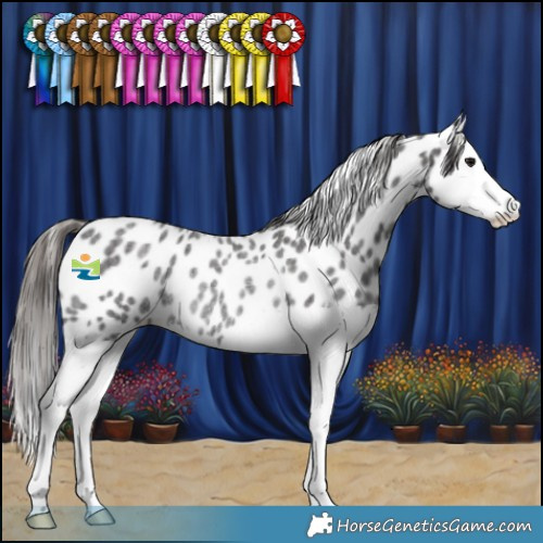 Horse Color:Smoky Blue Roan Splash Appaloosa Rabicano 