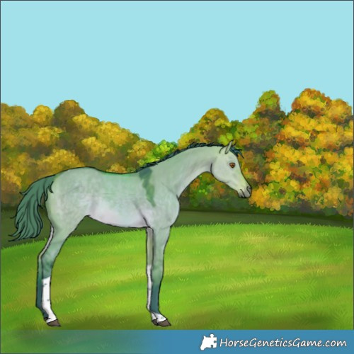 Horse Color:Watercolor Buckskin Dun Tobiano Rabicano 