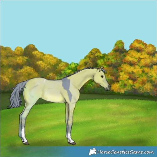 Horse Color:Watercolor Grullo Tobiano Rabicano 