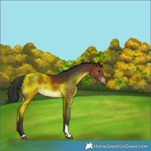 Horse Color:Brown Tobiano Rabicano 