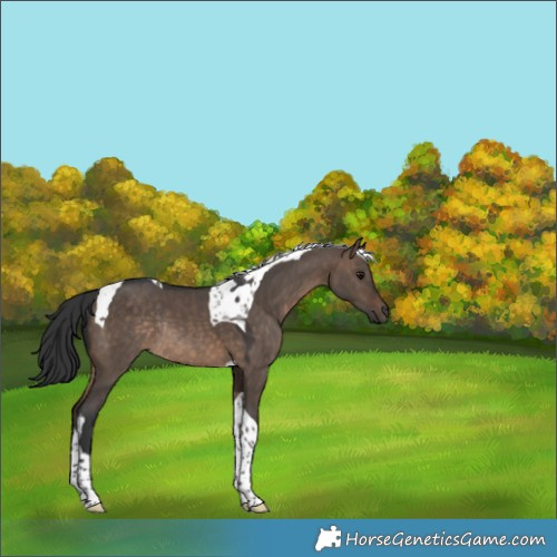 Horse Color:Brown Dun Tobiano Rabicano 