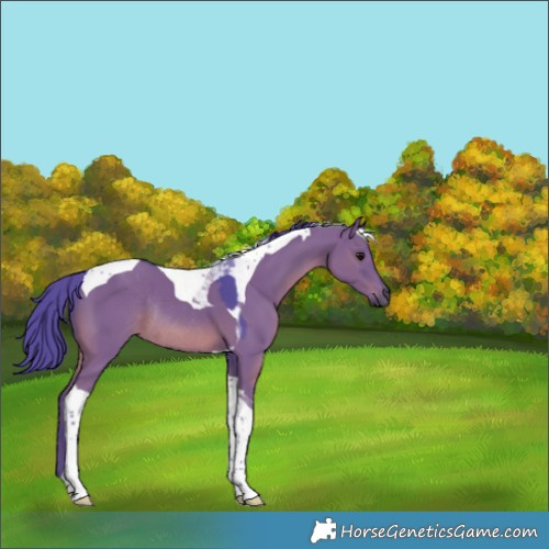 Horse Color:Watercolor Grullo Tobiano Rabicano 