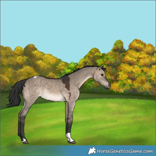 Horse Color:Brown Dun Tobiano Rabicano 