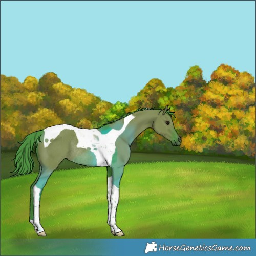 Horse Color:Watercolor Grullo Tobiano Rabicano 