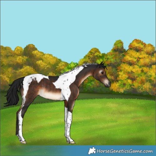 Horse Color:Gray Brown Tobiano Rabicano 