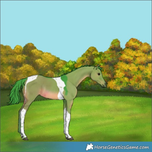 Horse Color:Watercolor Grullo Tobiano Rabicano 