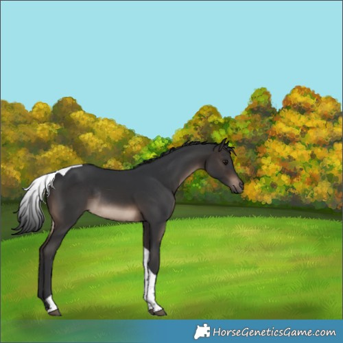Horse Color:Brown Tobiano Rabicano 