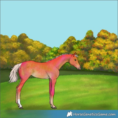 Horse Color:Watercolor Chocolate Palomino Tobiano Rabicano 