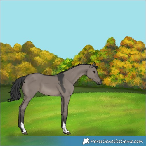 Horse Color:Grullo Tobiano Rabicano 