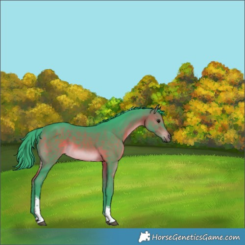 Horse Color:Watercolor Bay Tobiano Rabicano 
