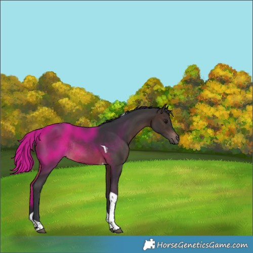 Horse Color:Brown Tobiano Rabicano 