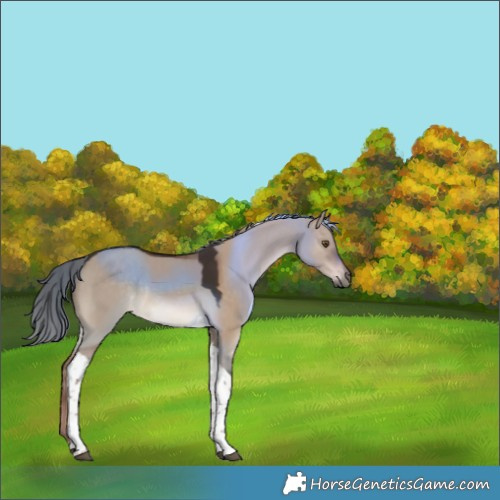 Horse Color:Liver Red Dun Tobiano Rabicano 