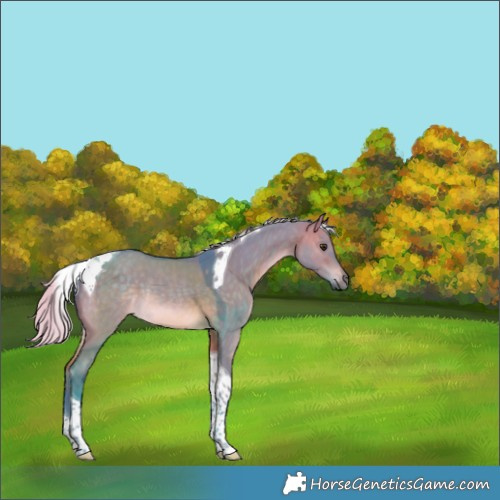 Horse Color:Watercolor Silver Brown Dun Tobiano Rabicano 