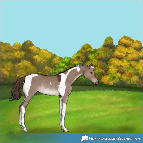 Horse Color:Liver Red Dun Tobiano Rabicano 