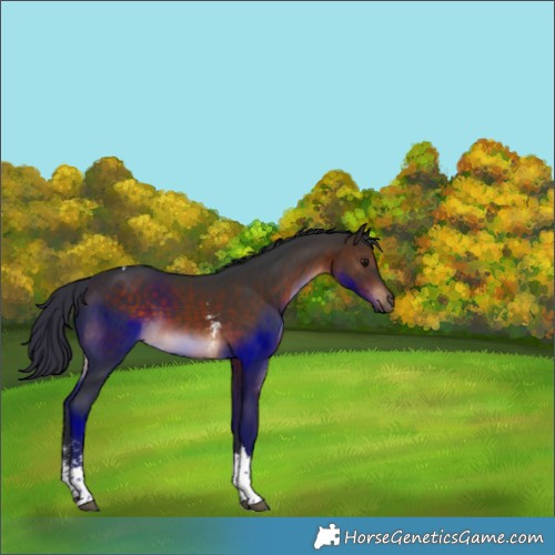 Horse Color:Brown Sabino Tobiano Rabicano 