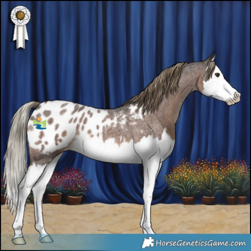 Horse Color:Liver Red Roan Splash Appaloosa 