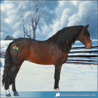 Horse Color:Brown Appaloosa