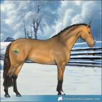 Horse Color:Buckskin 