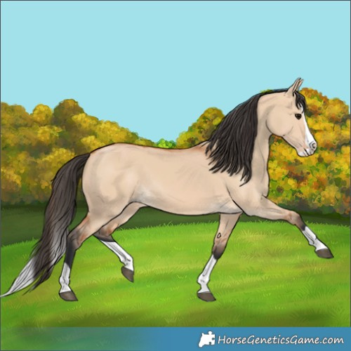 Horse Color:Bay Dun Splash