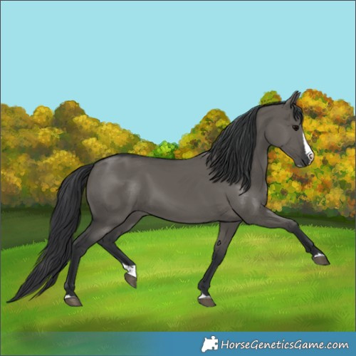 Horse Color:Grullo Splash 