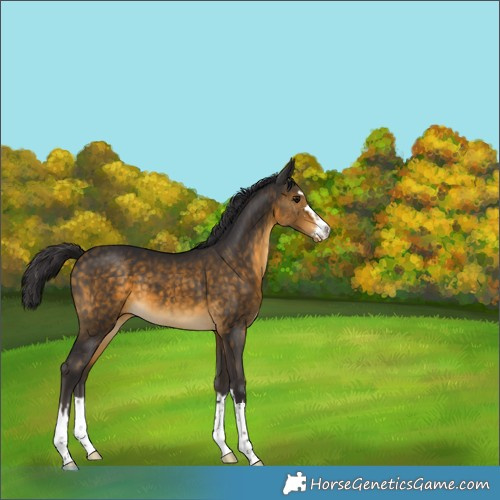 Horse Color:Buckskin Appaloosa 