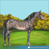 Horse Color:Brown Appaloosa 