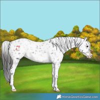 Horse Color:Brown Appaloosa 