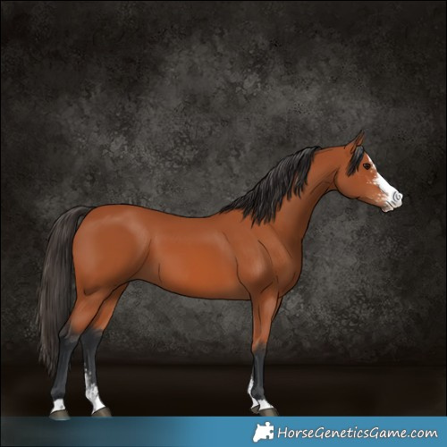 Horse Color:Bay Sabino 