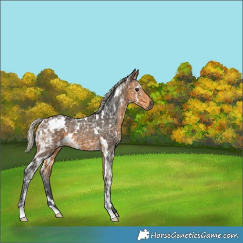 Horse Color:Gray White Spotted Silver Buckskin Ice Rabicano 