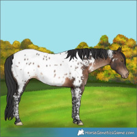 Horse Color:Brown Tobiano Appaloosa 