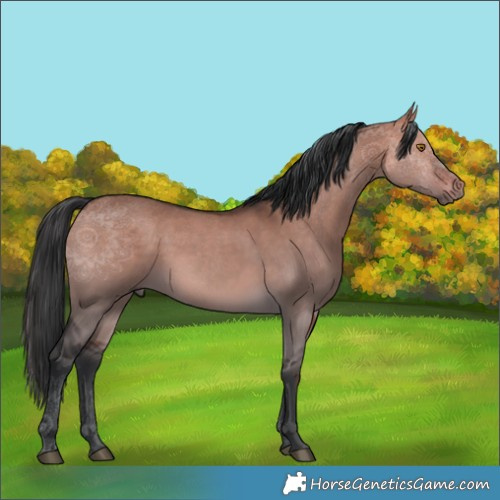 Horse Color:White Spotted Brown Dun Rabicano 